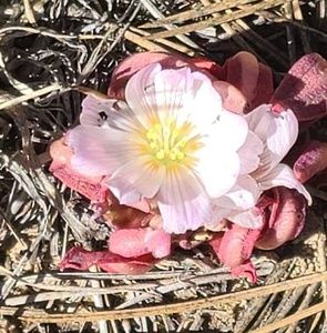 Meet your Posher, Lesley